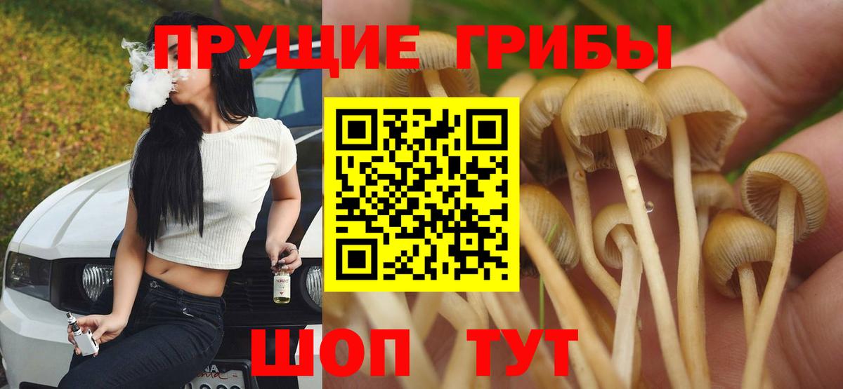 Галлюциногенные грибы Psilocybe  Вход с VPN  Зима 